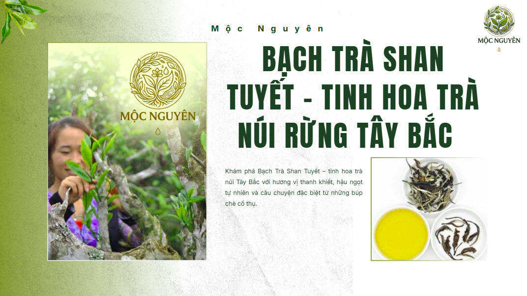 Bạch Trà Shan Tuyết